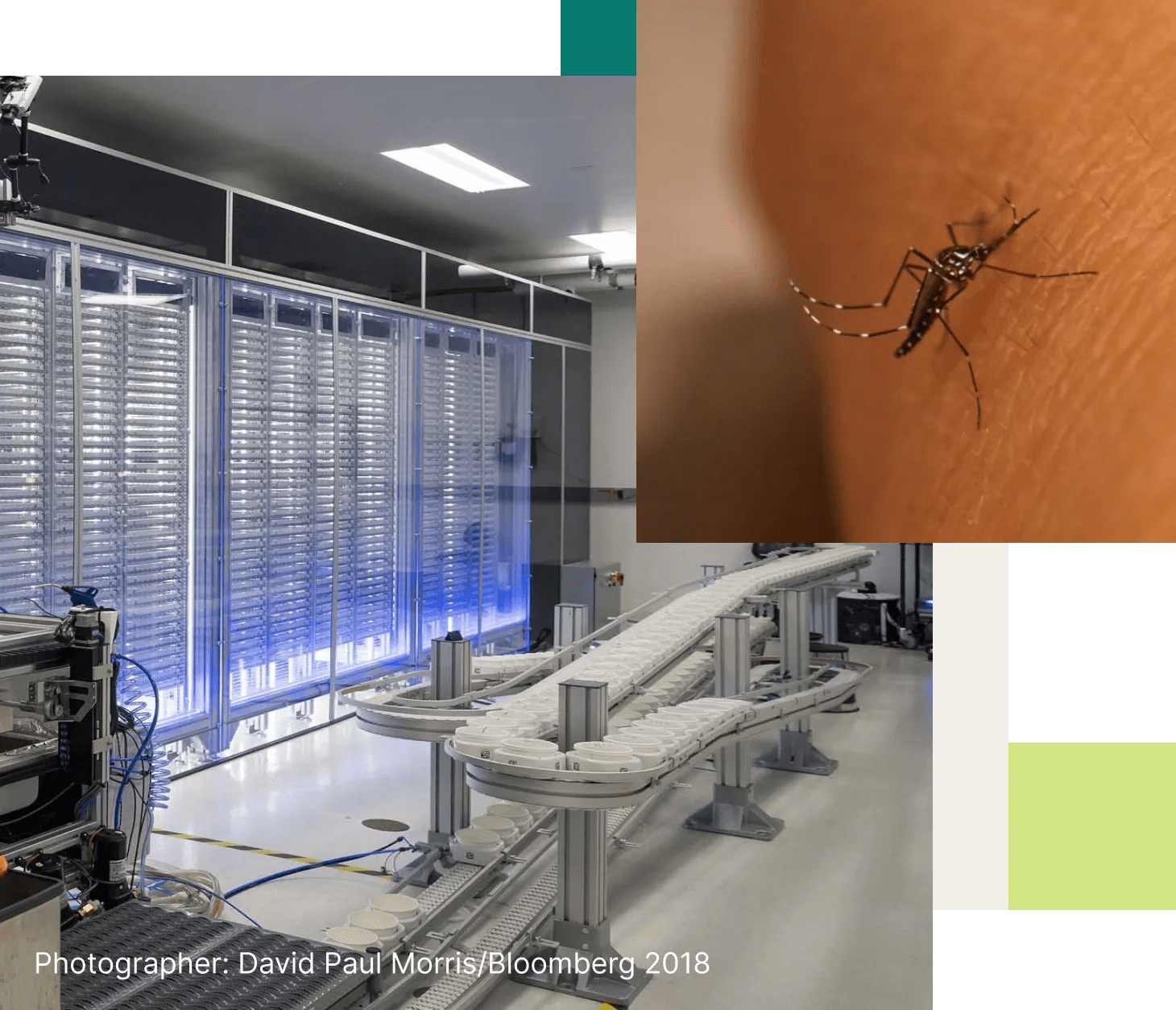 Collage of photos depicting Debug science and tech for reducing mosquito populations that spread disease, like dengue and Zika.