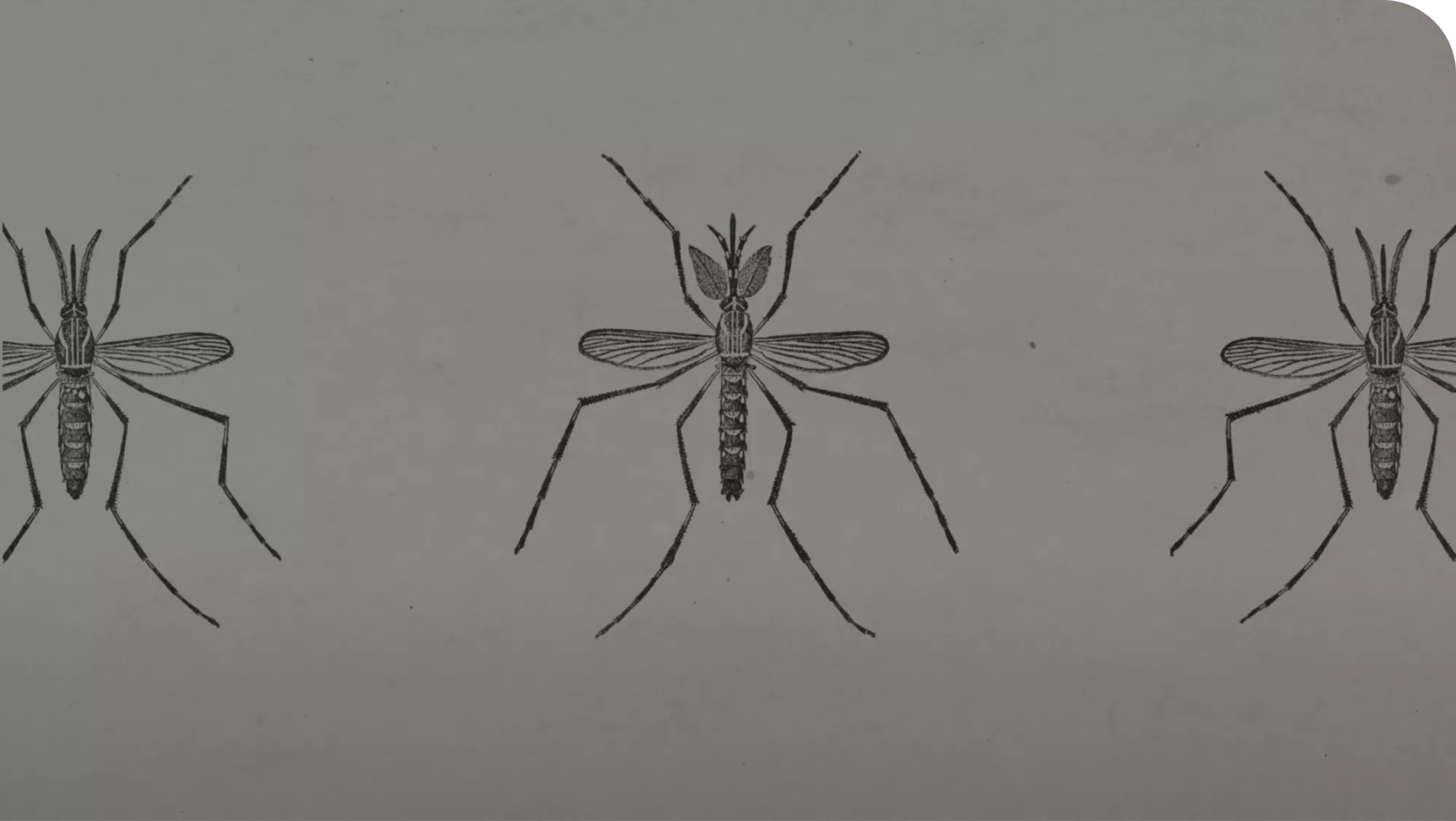 Illustration of the Aedes aegypti species